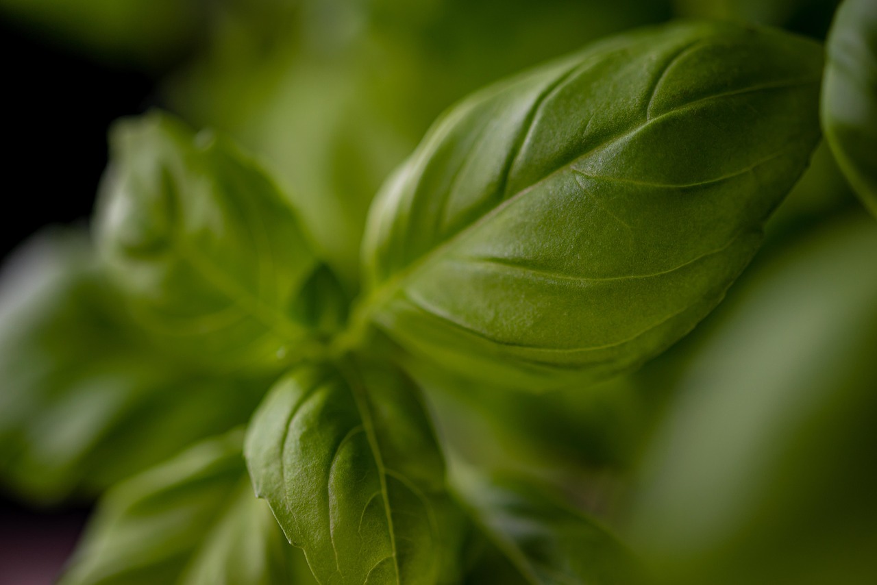 entdecken sie hochwertige gewürze und seasonings für ihre küche. verfeinern sie ihre gerichte mit einzigartigen aromen und bringen sie geschmack in ihr essen. jetzt die besten seasonings online kaufen!